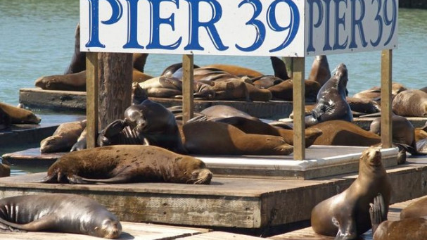 PIER 39 Attraction Pass