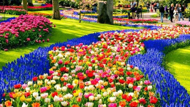 Keukenhof e tour in campagna: goditi l'Olanda al meglio!