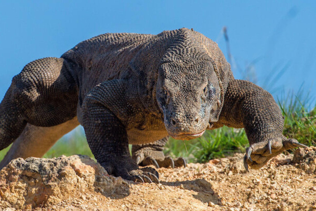 Komodo Island: 3D2N Private Speedboat, Land Tour & Hotel