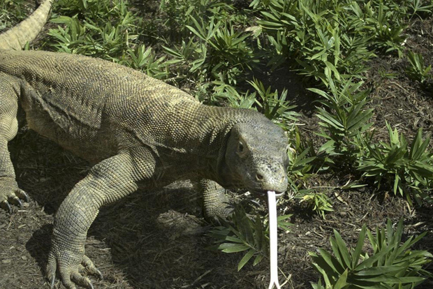 Komodo Islands: Private 2-Day Tour on a Wooden Boat