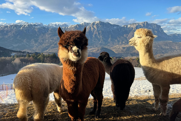 Trento: Trekking con Alpaca nella natura