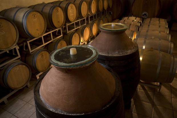 Vingårdstur med vin- och matprovning nära Riccione och Rimini