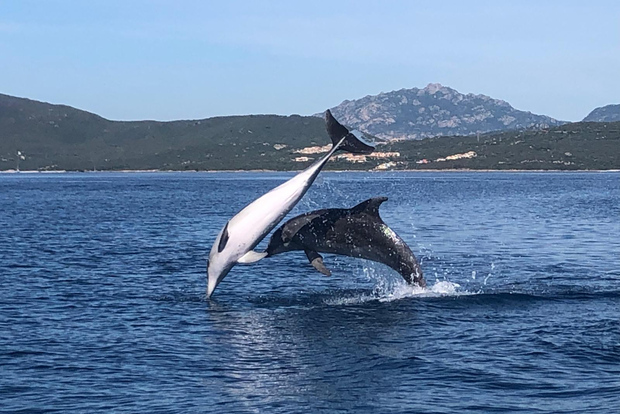 Golfo Aranci: Eco-Friendly Dolphin Watching Boat Trip