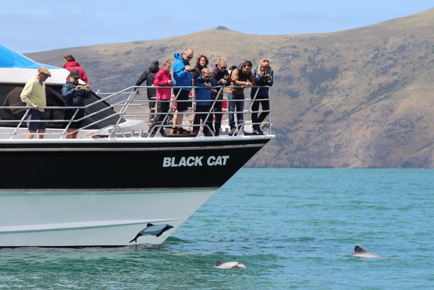 Akaroa Harbour 2-Hour Nature Cruise