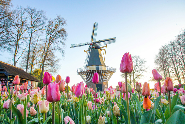 Amsterdam: ingresso al Keukenhof e bus navetta con ritorno flessibile