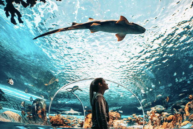 Toronto: Biglietto d'ingresso per il Ripley's Aquarium of Canada