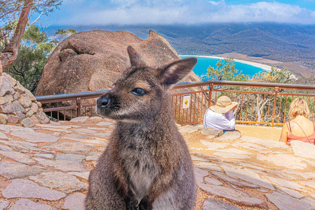 Hobart: Wineglass Bay, Freycinet Park, and Richmond Tour