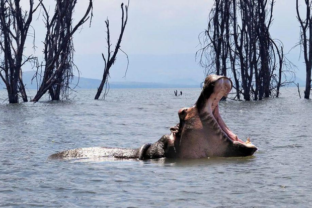 Lake Naivasha: Crescent Island Game Sanctuary
