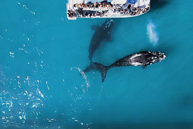 Gansbaai: Tour in barca dei Big 5 marini