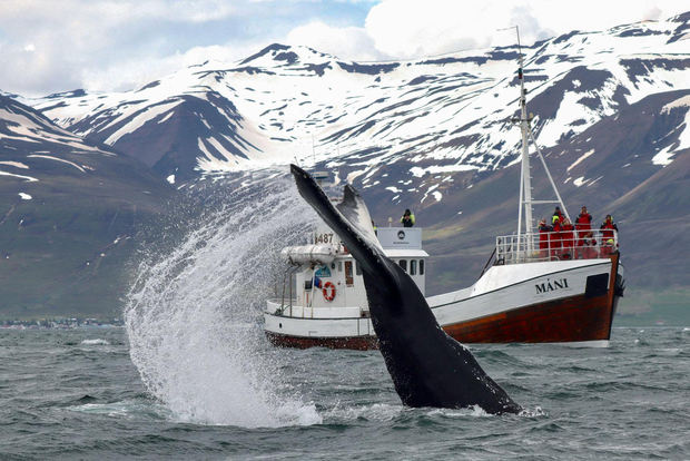 From Dalvik: Arctic Whale Watching in Northern Iceland