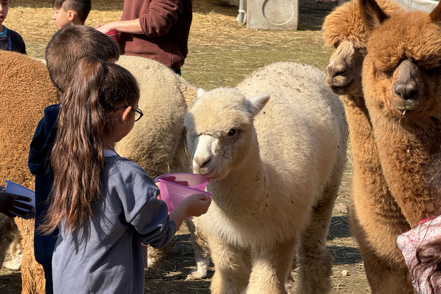 Turin: Begegnung mit Alpakas auf einem pädagogischen Bauernhof mit Führung