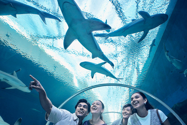 Singapore: biglietto elettronico per l'ingresso al Singapore Oceanarium