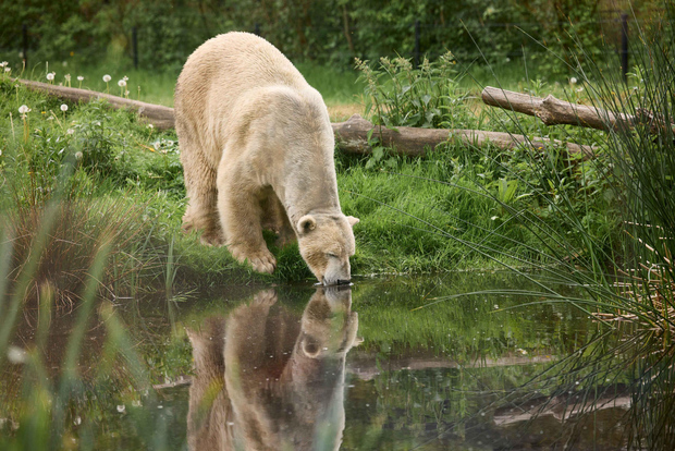 Leewarden: AquaZoo Eintrittskarte