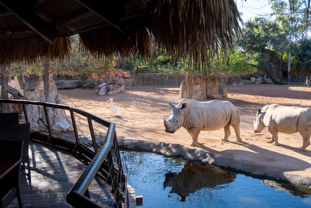 Valencia: Bioparc Valencia Admission Ticket
