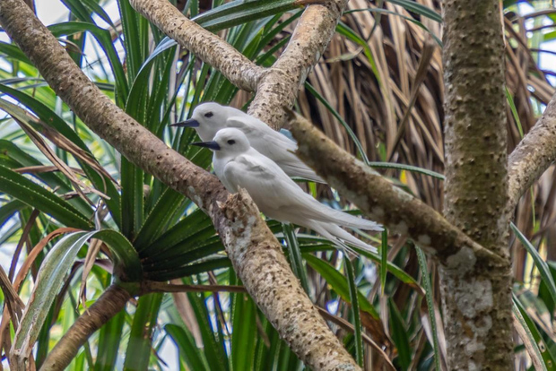 Cousin Curieuse e St Pierre & pranzo barbecue