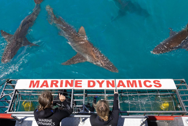 Città del Capo: Crociera ecologica con gabbia per squali a Gansbaai