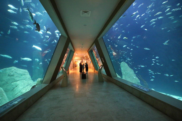 Istanbul: biglietto per l'acquario e navetta di andata e ritorno da Taksim