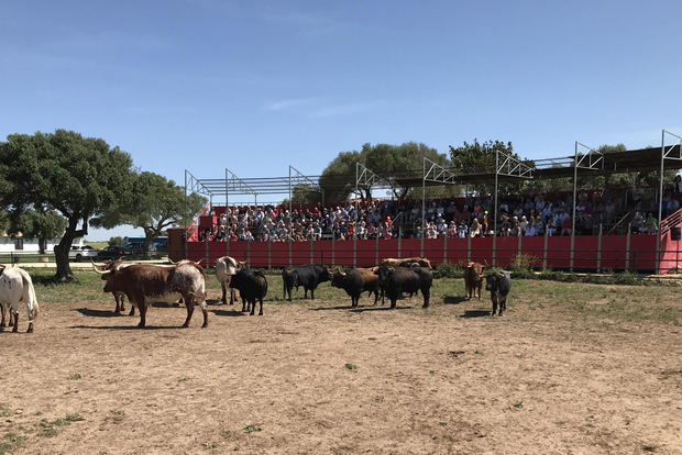 Cadiz: Country Show för andalusiska hästar och tjurar