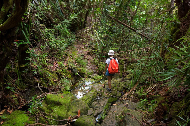 From Khao Lak: Khao Sok Jungle Hike & River Tour