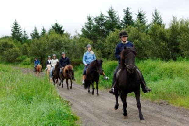 Von Reykjavik aus: Ganztagestour Reiten & Golden Circle Tour
