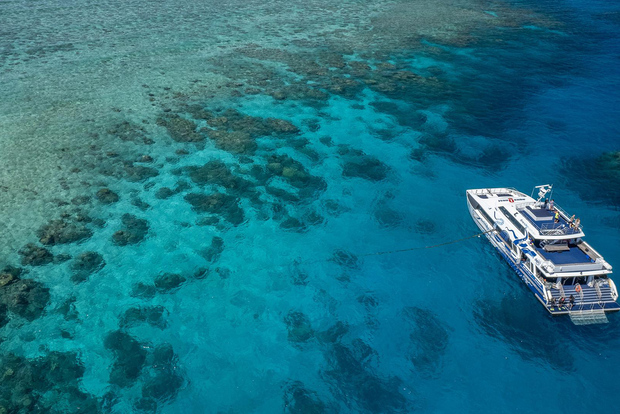 Från Cairns: Great Barrier Reef Snorkeling Tour med lunch