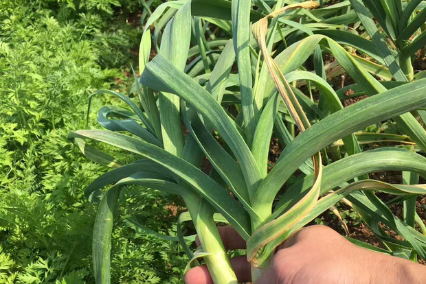 Okinawa: Traditional Cooking Class at Ufuyaa