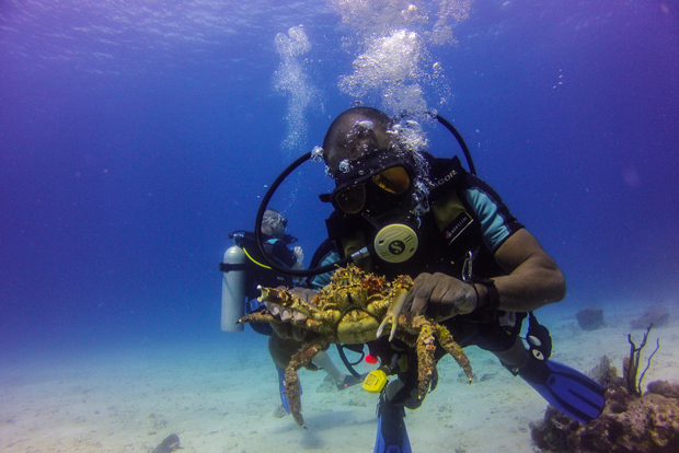 La Romana: Immersioni subacquee nell'Isola di Catalina