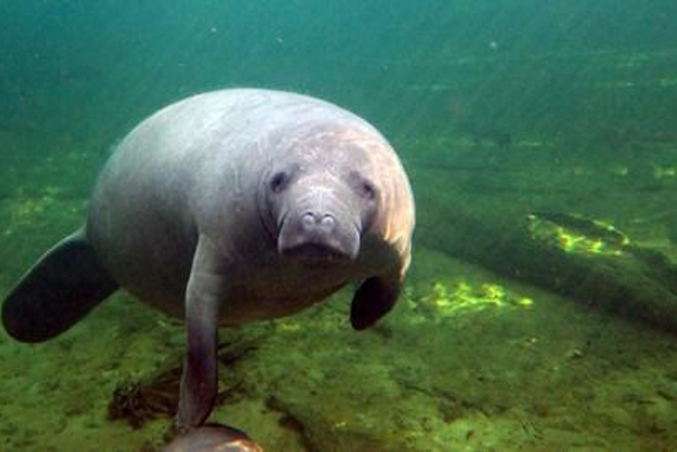 Orlando: 3 heures Manatee Rencontre en kayak