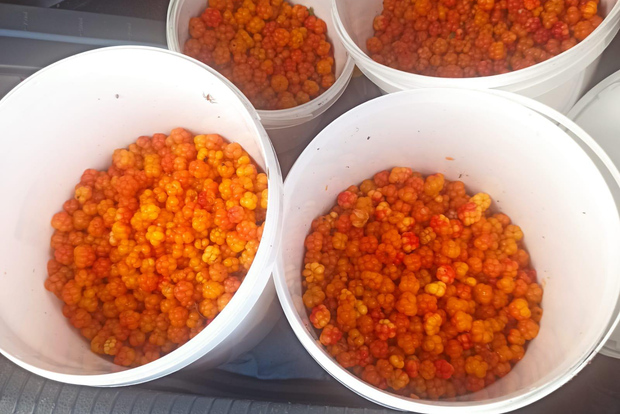 Rovaniemi: Tour di raccolta delle bacche con i Laavu tradizionali