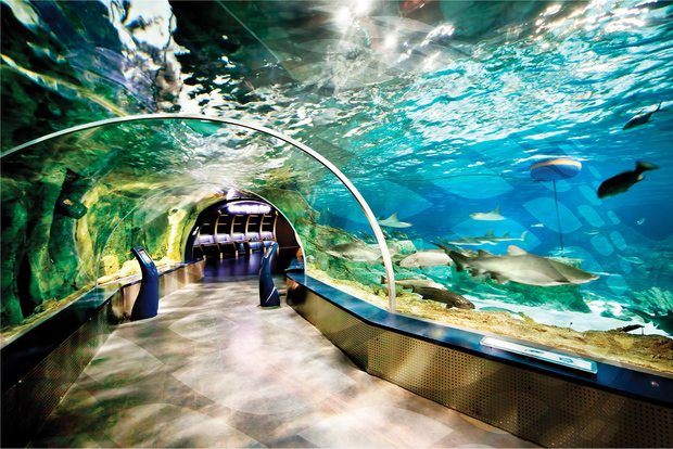 Tour dell'Acquario di Istanbul e del centro commerciale Aqua Florya