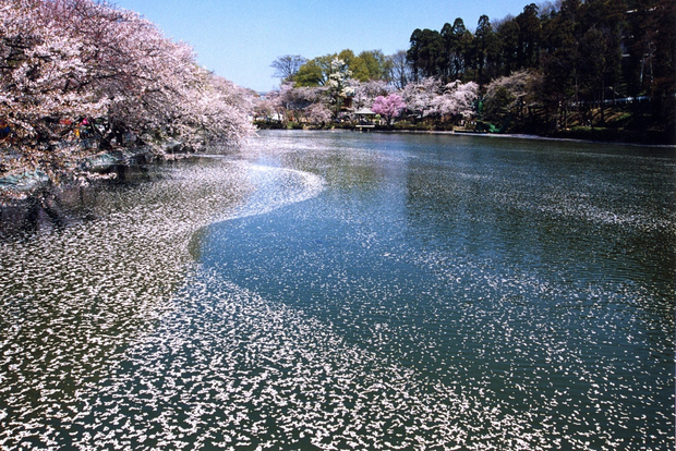 Nagano: Tour di 1 giorno con le scimmie della neve e i ciliegi in fiore in primavera