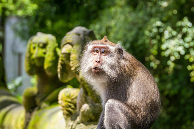 Ubud: Monkey Forest, Rice Terrace & Tanah Lot Private Tour