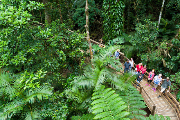 From Cairns: Daintree Rainforest & Cape Tribulation 4WD Tour
