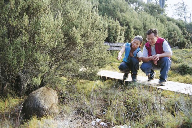 Cradle Mountain Wildlife Spotting after Dark