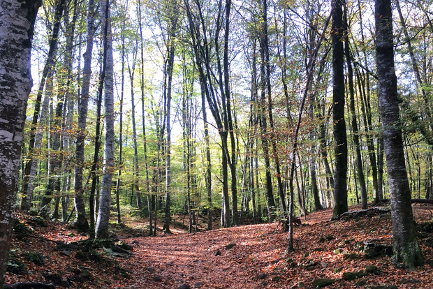 Da Barcellona: Villaggi medievali e tour a piedi dei vulcani