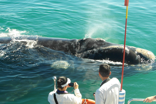 Hermanus: Gita in barca per l'osservazione di balene e delfini