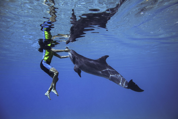 Dubai: pass giornaliero per l'Aquaventure World Waterpark e nuotata con i delfini