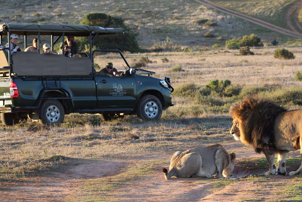 Da Città del Capo: Safari di 2 giorni al Garden Route Game Lodge