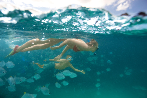 Desde Brisbane: Excursión de un día de snorkel con cóctel y delfines