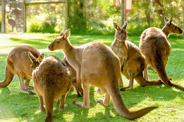 Healesville Sanctuary: General Admission Ticket