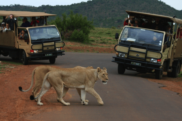 Från Sun City: Pilanesberg National Park 3 timmars game drive
