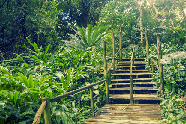 Viti Levu: Mud Pool, Temple, and Sleeping Giant Garden