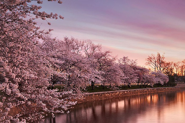 Washington: Cherry Blossom Tour