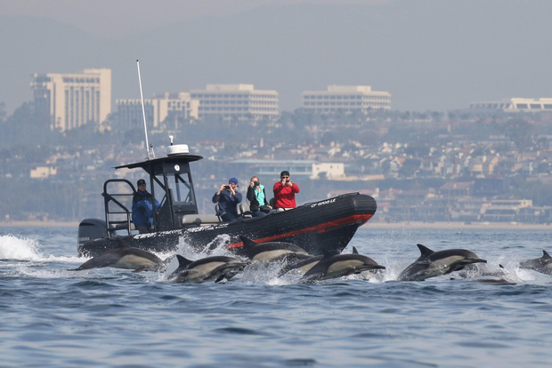 Newport Beach: L'ultima avventura di osservazione delle balene