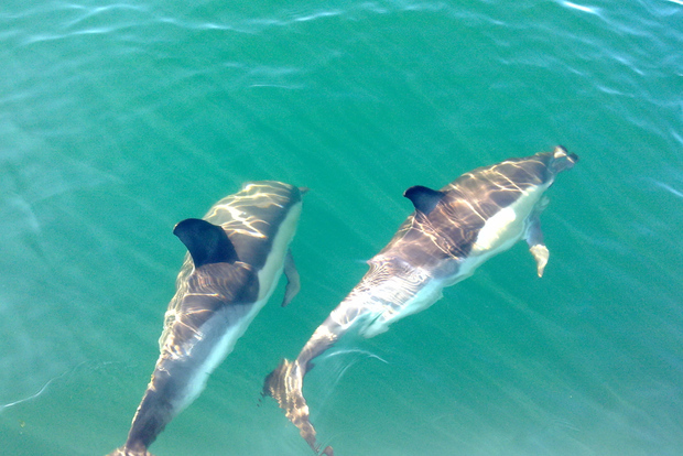 Cabanas de Tavira: Tour en barco para avistar delfines