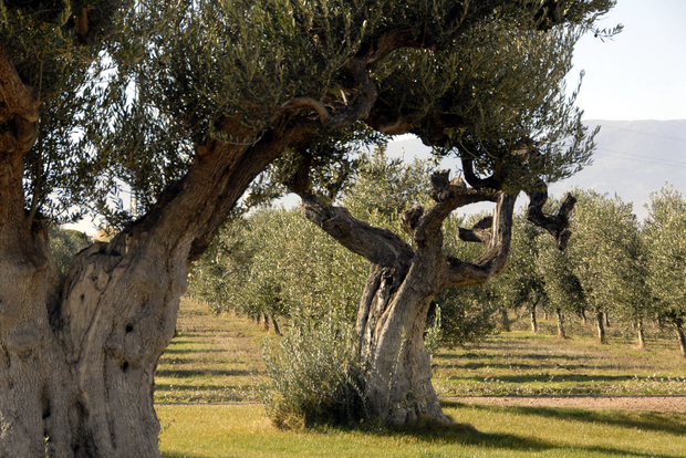 Tour dell'olio d'oliva di mezzogiorno e visita alla città vecchia di Belchite