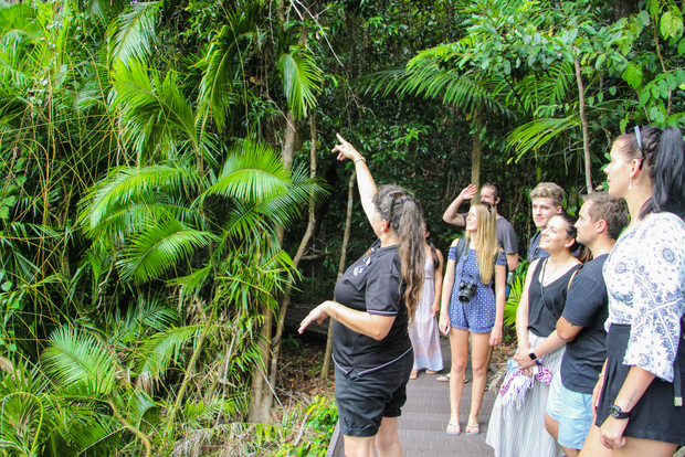 From Cairns: Daintree Wilderness & Cape Tribulation Bus Tour