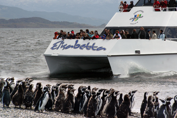 Ushuaia: Penguin Watching Tour by Catamaran