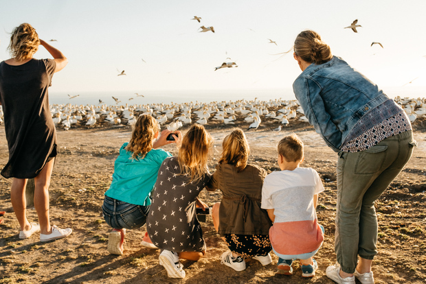 Napier: Cape Kidnappers Gannet, Tour naturalistico e panoramico