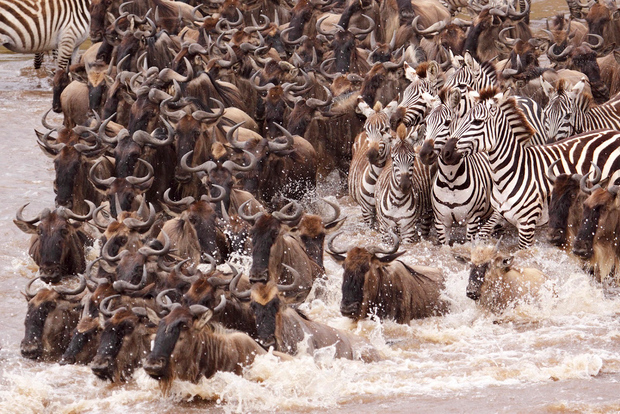 Nairobi: 5 Days Maasai Mara, Nakuru & Naivasha Tour